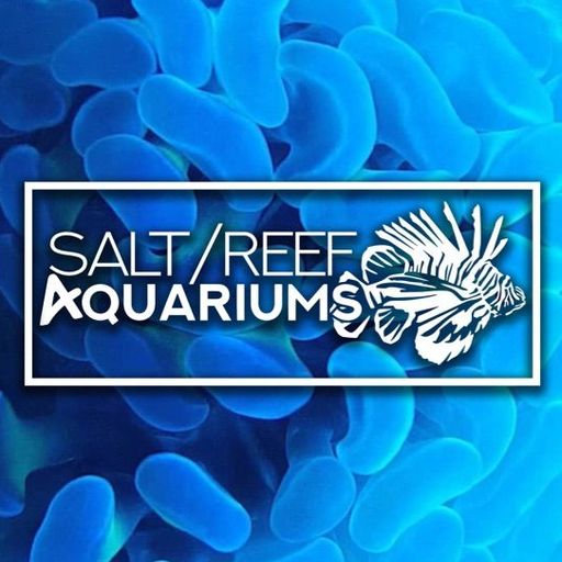 Hermit Crabs care guid for beginners. A reef tank clean up crew