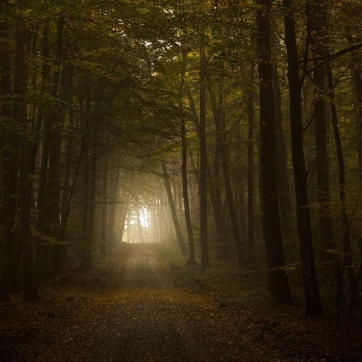Featured | Тёмный Лес Amino
