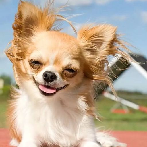 Featured | Чихуахуа!🐶 Amino