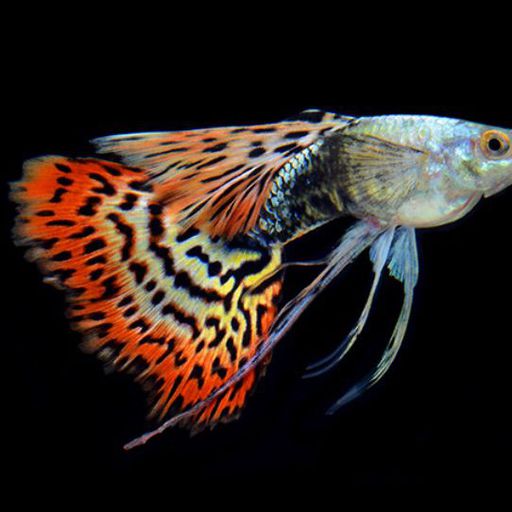 10 Fun facts about guppies, goldfish, and mollies guppies, goldfish, Mollies Amino