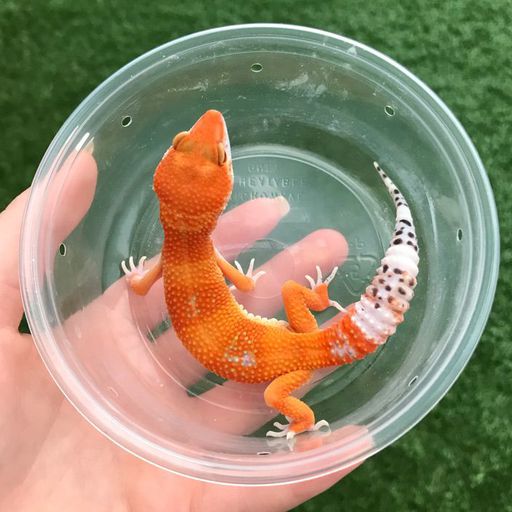 Featured | Reptile Breeders + Amino