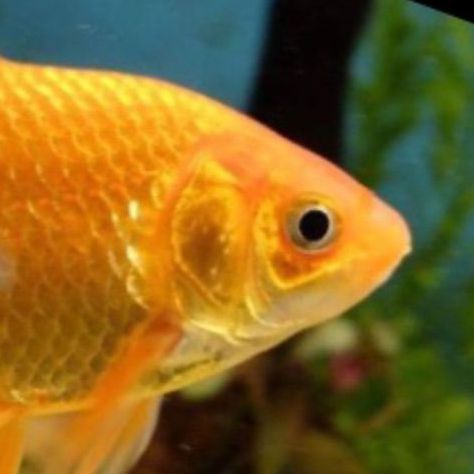 goldfish enrichment toys