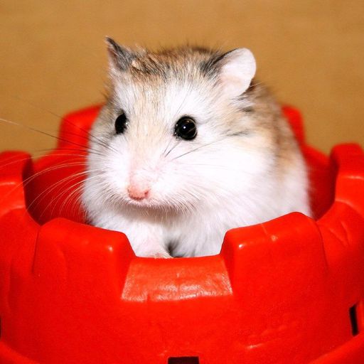 Dust Baths, Do You Use Them? Hamsters! Amino