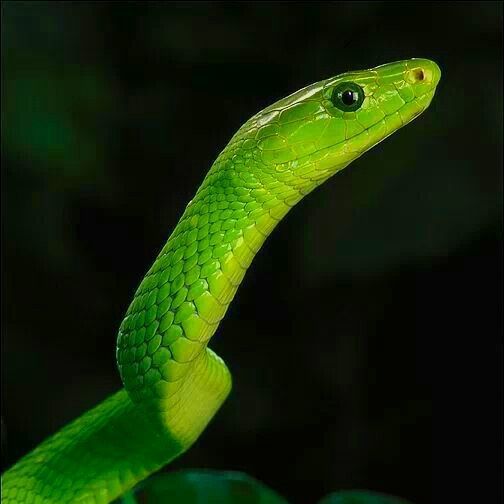 Wiki | Reptiles & Exotics Amino