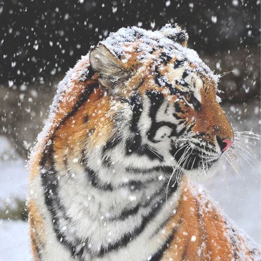 Animals 2 | Animal Amino
