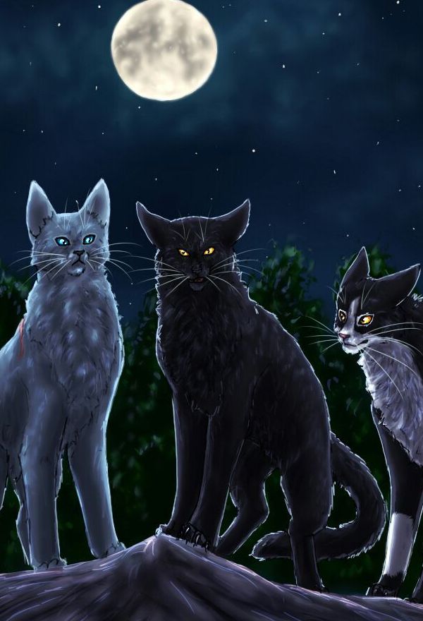 Bloodbird | Wiki | The Warrior Cats Amino Amino