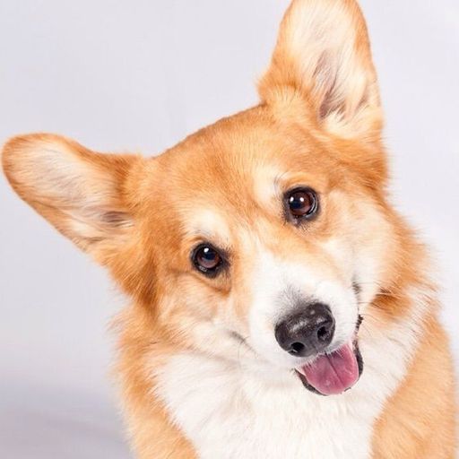 Welcome Back Corgi Chat! | Corgi Amino