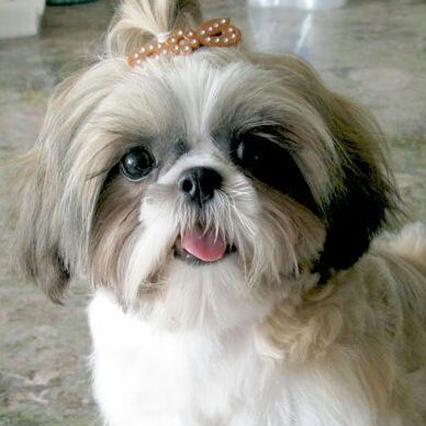 Featured | Shih Tzu Lovers Amino Amino