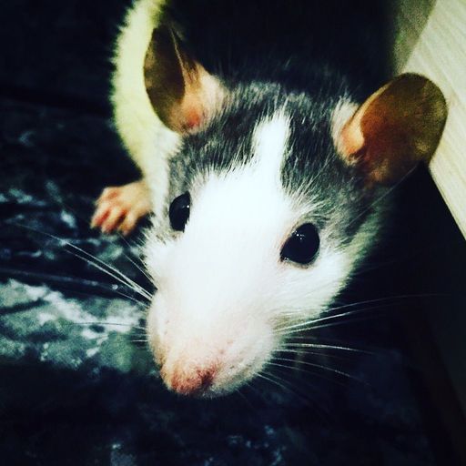 gete ayu d mi gato se comio la rata como la saco | Ratas! 🐀💞 Amino