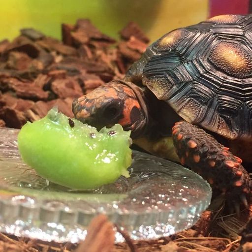 Do You Know Tortoises | Tortoise Community Amino