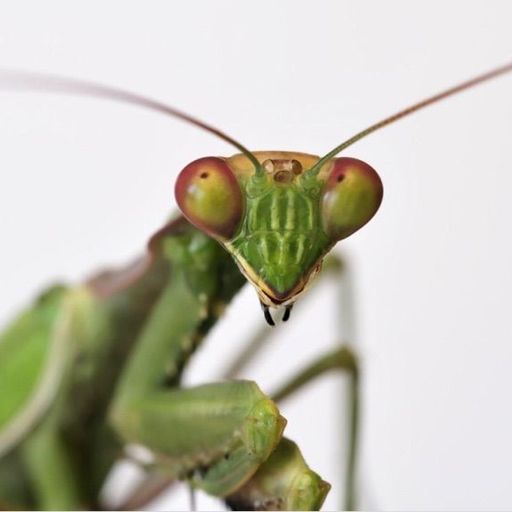 Featured | Insect lovers amino Amino