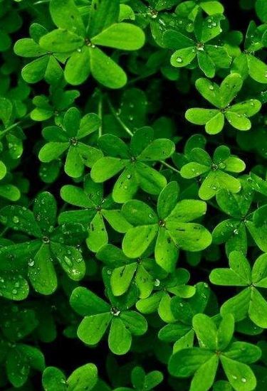 Elegant Emerald leaves Идеи посадки растений, Растения, Фракталы