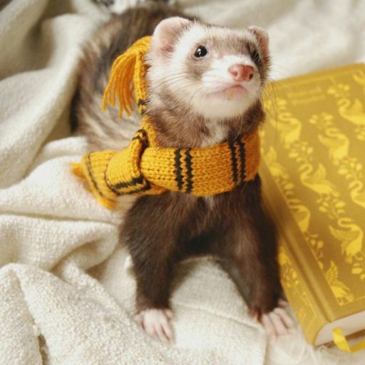 Featured | • Ferret People Amino • Amino