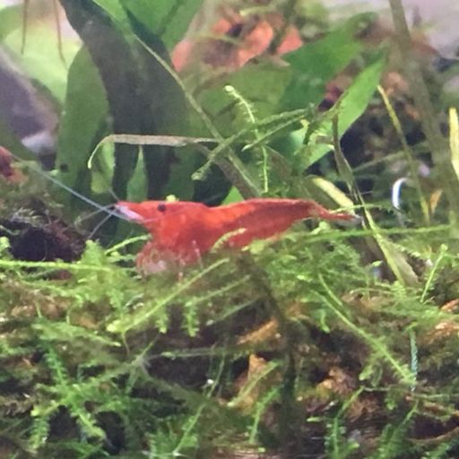 Water Parameters For Caridina Shrimp | Shrimp Keepers Amino Amino