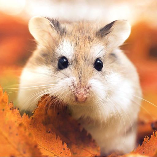 Featured | Hamsters! Amino