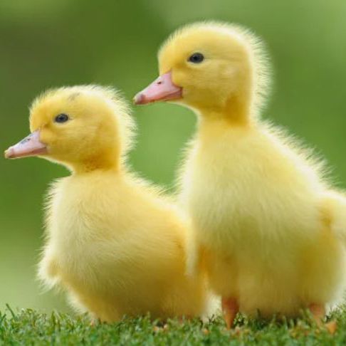 Featured | Duck Fanclub Amino